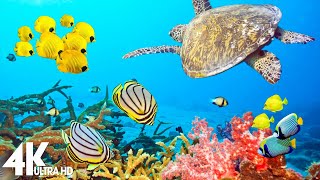 3 HOURS of 4K Underwater Wonders + Relaxing Music - Coral Reefs & Colorful Sea Life in UHD