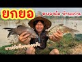 ยกยอ หนองอ้อ บ้านแก่น ►Fishing lifestyle Ep.727