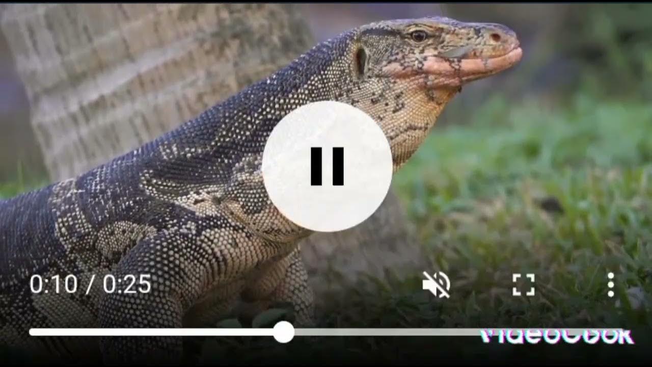 A komodo dragon - YouTube