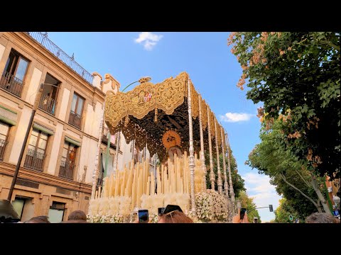 Real, Ilustre y Fervorosa Archicofradía del Santísimo Sacramento, Pura y Limpia Concepción y Ánimas Benditas, Santísimo Cristo de San Agustín y Hermandad de Penitencia de Nuestro Padre Jesús de las Penas y Nuestra Señora de Gracia y Esperanza