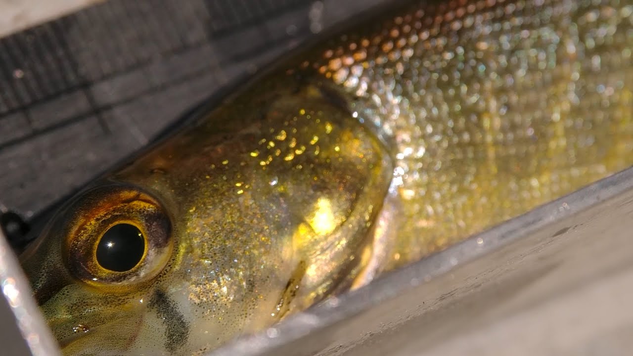 Le BROCHET AQUITAIN dans les LANDES YouTube