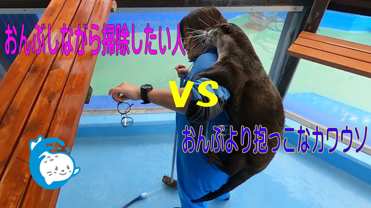 【カワウソ】おんぶして掃除したい人VSおんぶより抱っこがいいカワウソ（伊勢シーパラダイス／水族館）