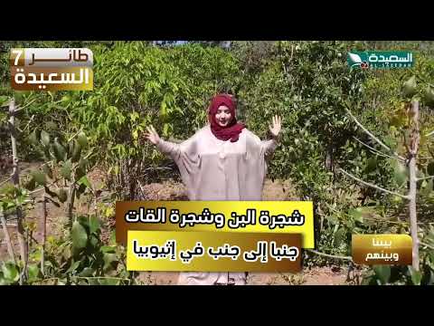 شجرة البن و شجرة القات. جنبا لجنب في إثيوبيا #طائر_السعيدة7 #رمضان #السعيدة
