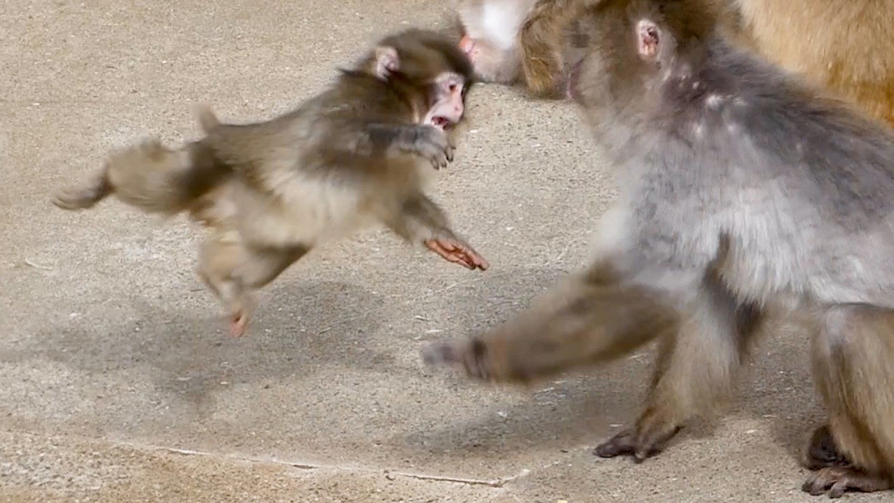 Punch was sent flying… you felt sorry, 3 seconds later