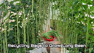 Recycling Bags to Grow Long Bean at Home