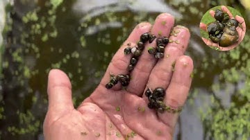 Cách Ấp trứng và dưỡng ốc bươu đen khi mới nở tỷ lệ đạt 95%