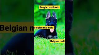 كلب مالينوا اخطر الكلاب/Belgian malinois #Belgian malinois #explore #dog #cat #animals