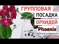 Лучшая ГРУППОВАЯ посадка ОРХИДЕИ Феникс бабочка трилипс  уход полив  пересадка группой PHOENIX