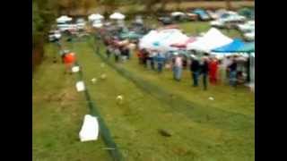 Jack Russell Terrier Trials In Maryland 2004