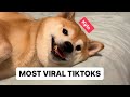 Shibas to cure your depression  1