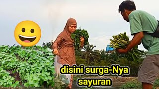 Download Lagu surga-Nya sayuran rejeki harus di cari MP3 Download Lagu surga-Nya sayuran rejeki harus di cari MP3