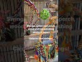Day-time cage for a small medium sized parrot | White bellied caique #shorts