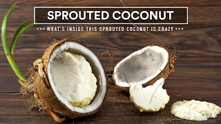 What's INSIDE this sprouted coconut?
