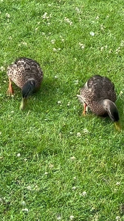 Enjoy ️ All You Can Eat - Mallards eating a lot #shorts #birds #