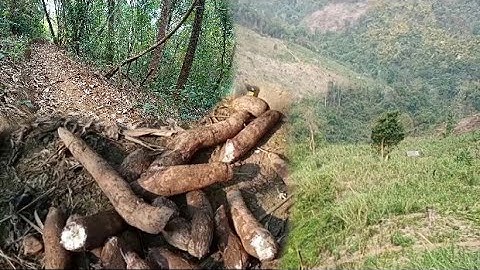 hnub no me nyuam wb mus khawb qos pub qaib