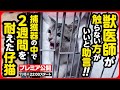 【子猫保護】野良猫は触らない方がいい...?「野良猫」も「家猫」も同じ命です