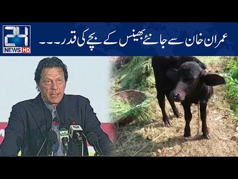 Imran Khan Say Suniye Bhains Kay Bachay Ki Qadar | 24 News HD