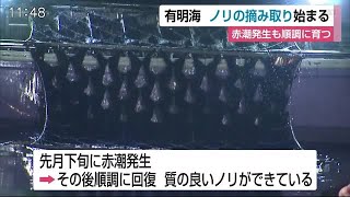 赤潮発生も順調に育つ　秋芽ノリの初摘み【佐賀県】 (20/11/19 12:19)