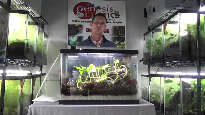 Dart Frogs For Dummies: The Basics. It's Easier than YOU Think!