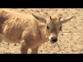 The Wildlife Nature Reserve in the Israeli Desert