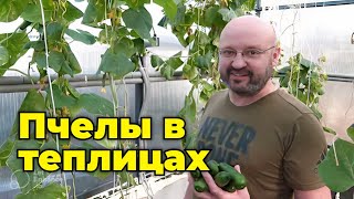 Результат вражає !!! Використання бджіл в теплицях.