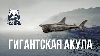 Гигантская Акула | Русская рыбалка 4 | Норвежское Море