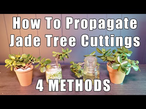 How To Propagate Jade ( 4 Ways And RESULTS )
