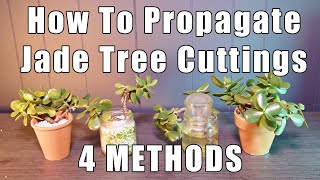 How To Propagate Jade ( 4 Ways and RESULTS )