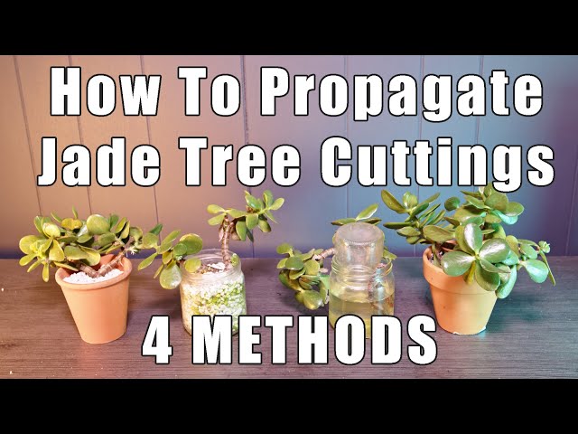 3 Easy Ways How to Propagate Jade Plant Cuttings