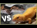 African Fat Tailed VS Leopard Geckos - Which is the Better Pet?