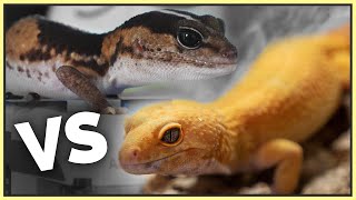 African Fat Tailed VS Leopard Geckos - Which is the Better Pet?