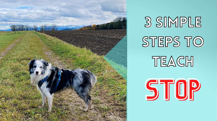 How to Teach Your Dog an EMERGENCY STOP / WAIT / freeze in place! (Essential Off-Leash Commands #3)