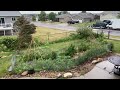 8&#39; Bamboo Tomato Supports while Trees Bend during Derecho Two of 2022 // Sioux Falls South Dakota