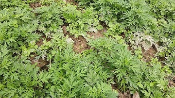 Giới thiệu kỹ thuật trồng rau ngải cứu tại nhà