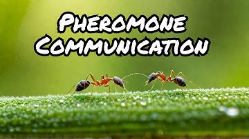 Pheromones EXPOSED The Secret World of Ant Communication!