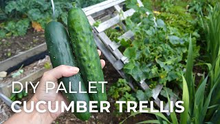 15 Easy Diy Cucumber Trellis Ideas A Piece Of Rainbow