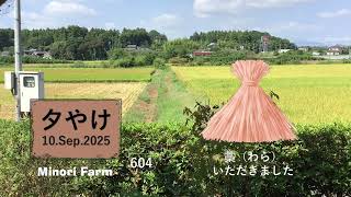 【10.Sep.2025】稲刈りのあと、稲わらをいただくことができました