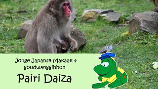 Pairi Daiza, Jonge Japanse makaak en goudwanggibbon