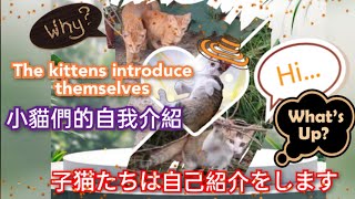 小貓們的自我介紹❗子猫達の自己紹介❗The kittens introduce themselves❗#台湾#cat#猫#taiwan#小貓#pets#家族#頑皮貓#いたずら#naughty#台灣