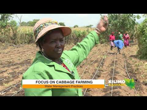 Video: Cabbage yield per 1 ha. Cov yam ntxwv cuam tshuam rau cov qoob loo ntawm cabbage