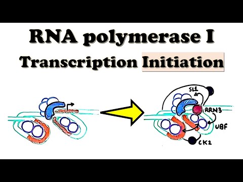 Video: Onko rRNA transkription tuote?