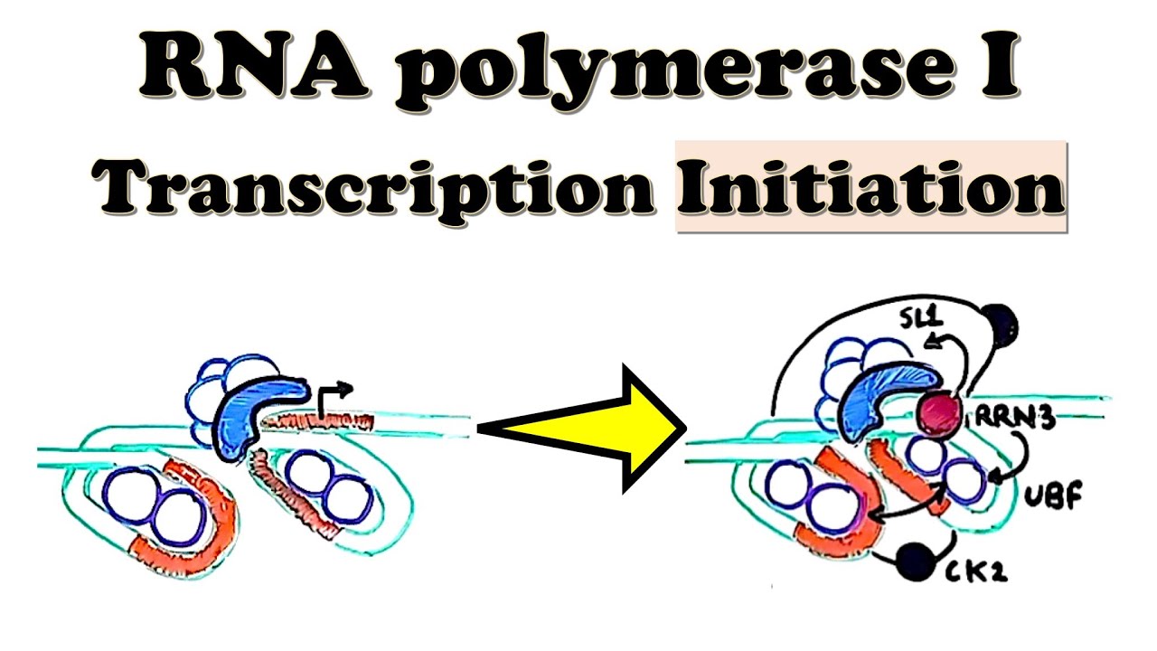 RNA polymerase I Transcription INITIATION UBF and SL1 function in