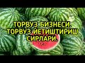 ТОРВУЗ БИЗНЕС ТОРВУЗ ЕТИШТИРИШ