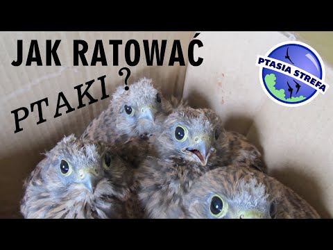 Wideo: Jak Oślepić Ptaka