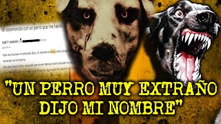 El Extraño Perro Que Llego A Mi Casa Y Dijo Mi Nombre Experiencias Con Perros Actuando Humanos