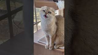 Cats can really laugh #goldenwhiskerscattery #cat #cutecat #funny #funnycat #laugh #scottishfold