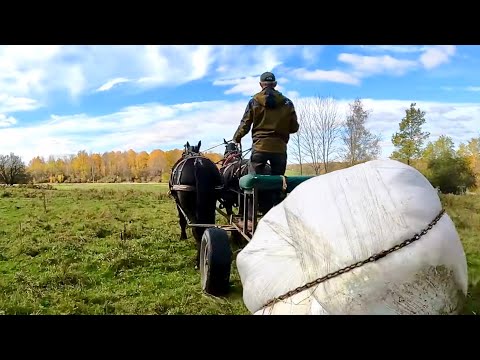 Video: Round-leaved Bell