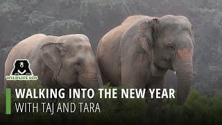 Walking Into The New Year With Taj And Tara!
