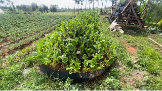 How to construct a Corn-shaped Kitchen Garden | Step-by-Step Tutorial