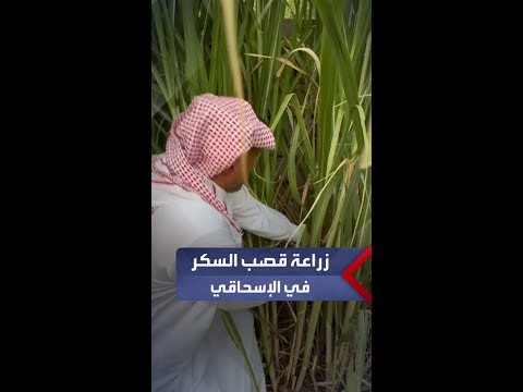 مزارع من أهالي الاسحاقي في صلاح الدين ينجح بزراعة قصب السكر في الناحية